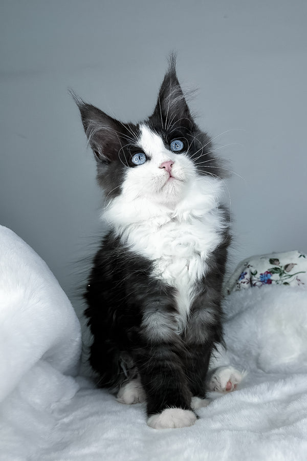 Iona | Maine Coon Kitten