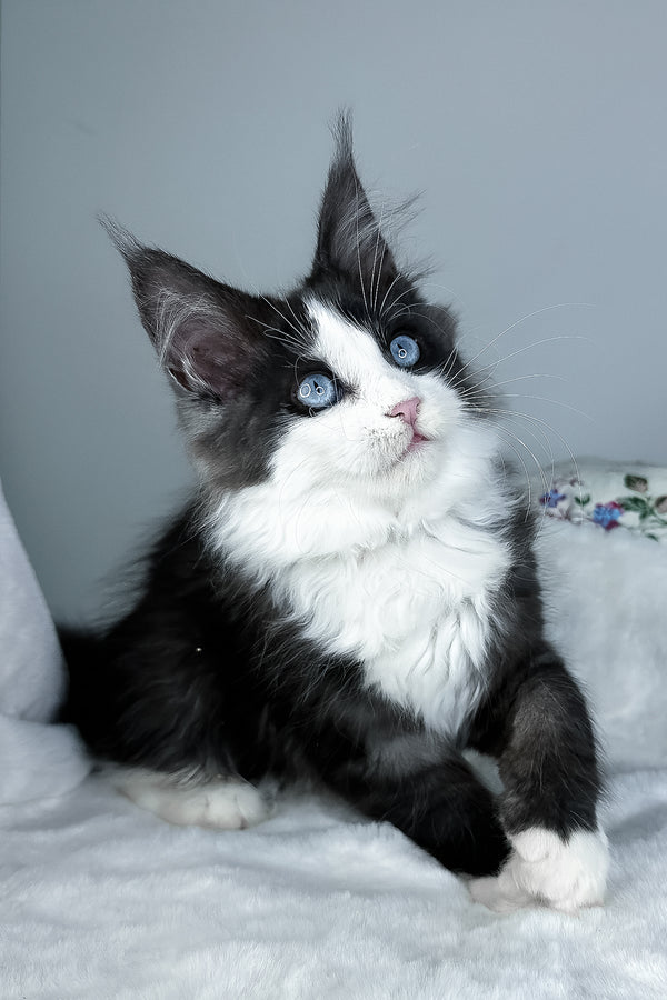 Iona | Maine Coon Kitten