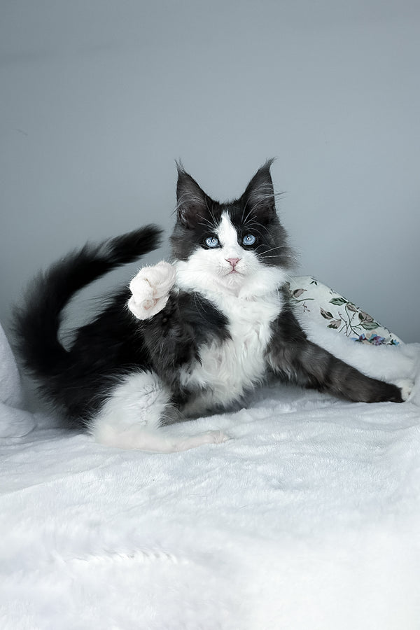 Iona | Maine Coon Kitten