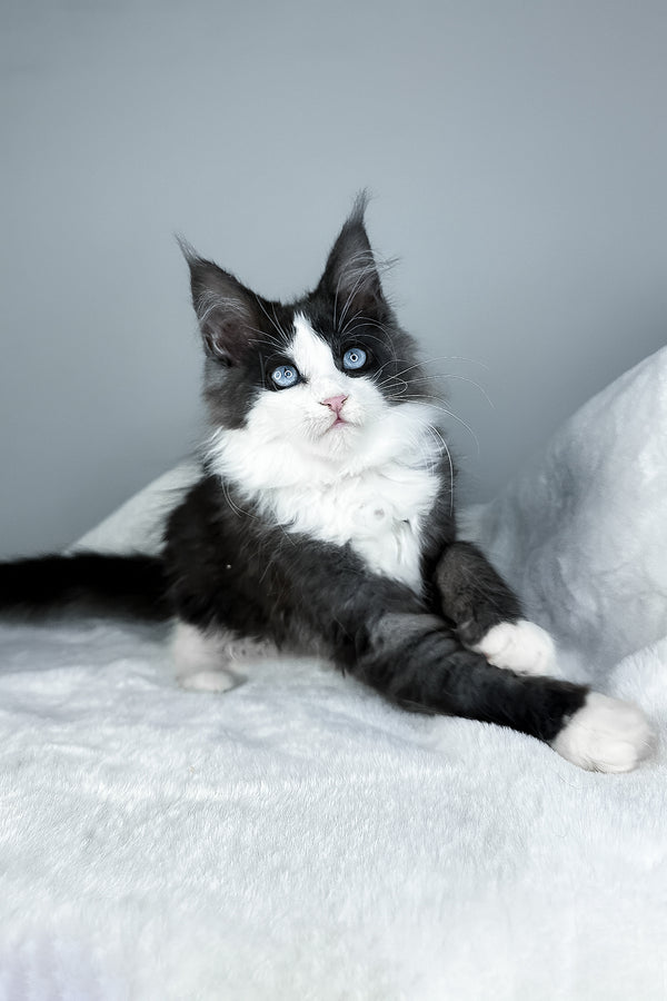 Iona | Maine Coon Kitten