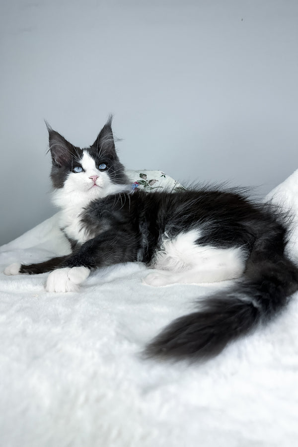 Iona | Maine Coon Kitten