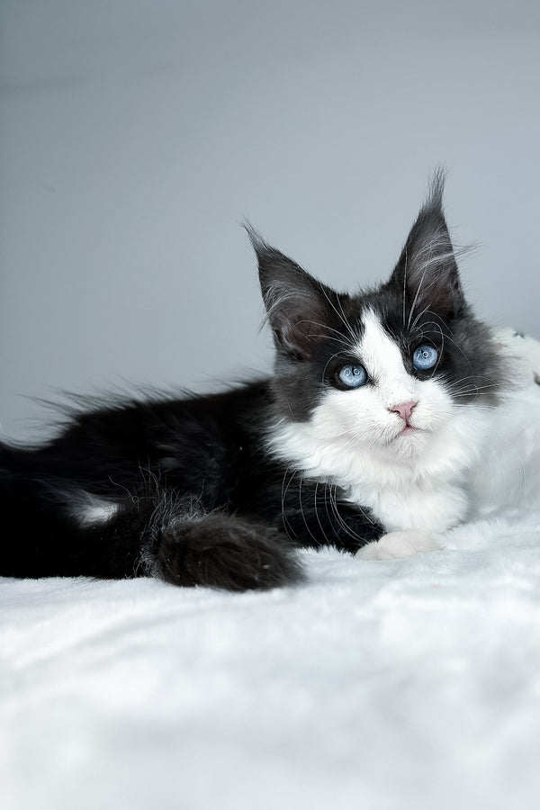 Iona | Maine Coon Kitten