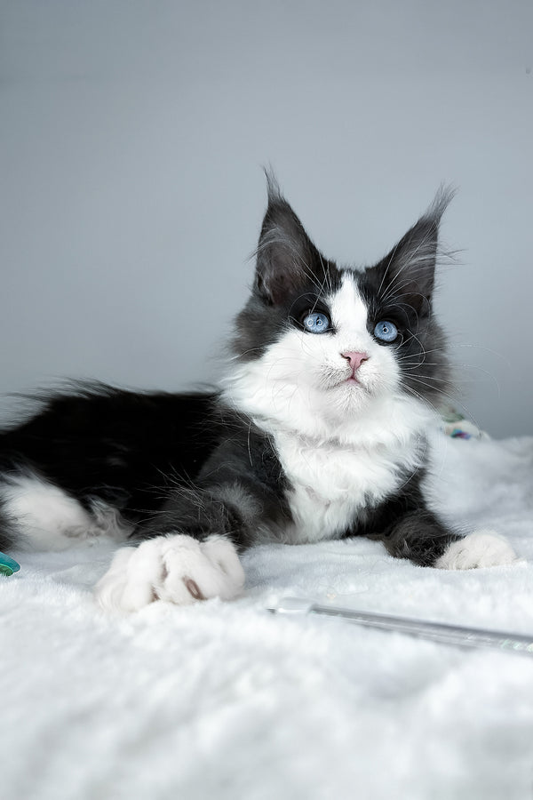 Iona | Maine Coon Kitten