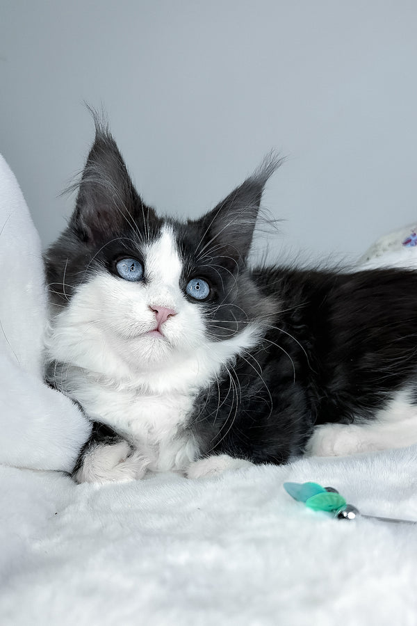 Iona | Maine Coon Kitten