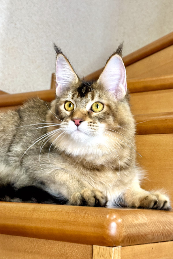 Infinity | Golden Maine Coon Kitten