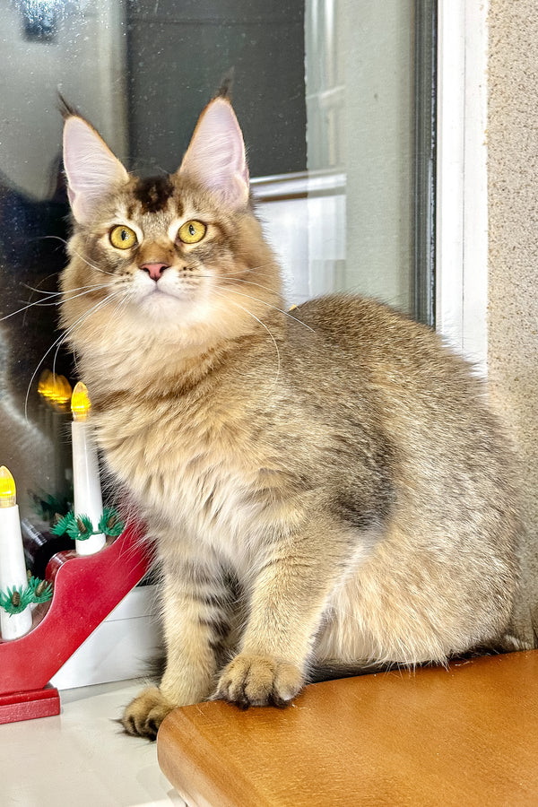 Infinity | Golden Maine Coon Kitten