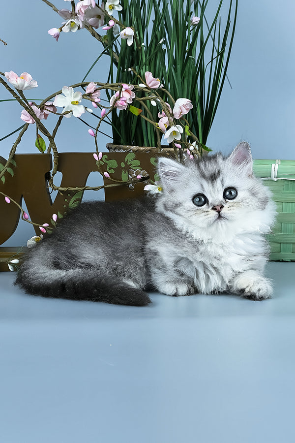 Ira | Minuet Longhair Kitten