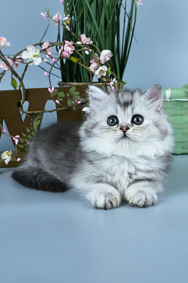 Ira | Minuet Longhair Kitten