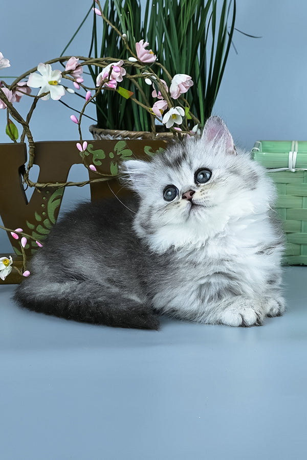 Ira | Minuet Longhair Kitten
