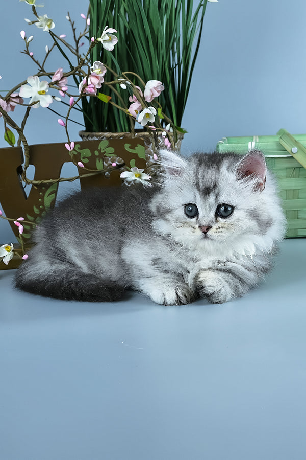 Ira | Minuet Longhair Kitten