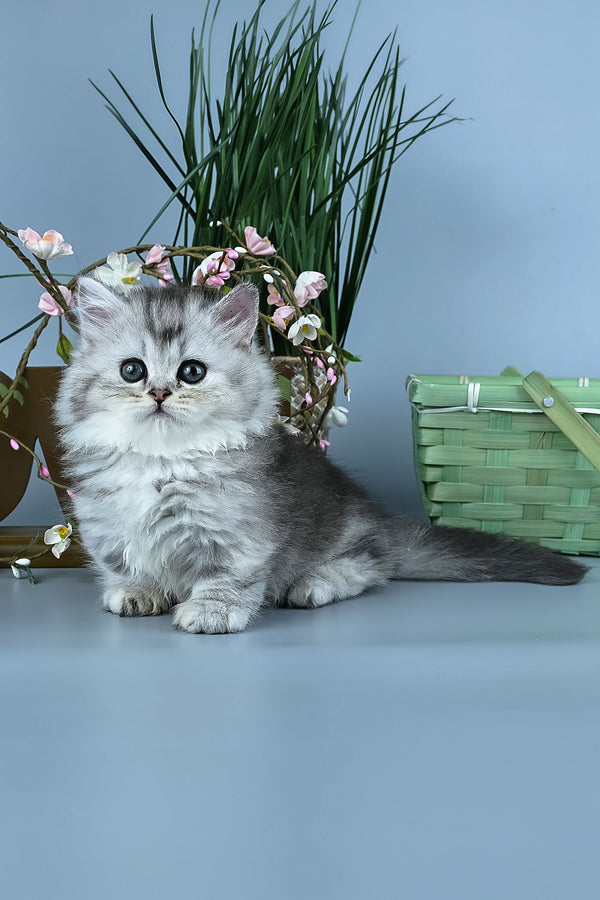 Ira | Minuet Longhair Kitten