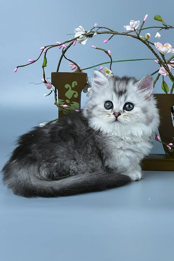 Ira | Minuet Longhair Kitten
