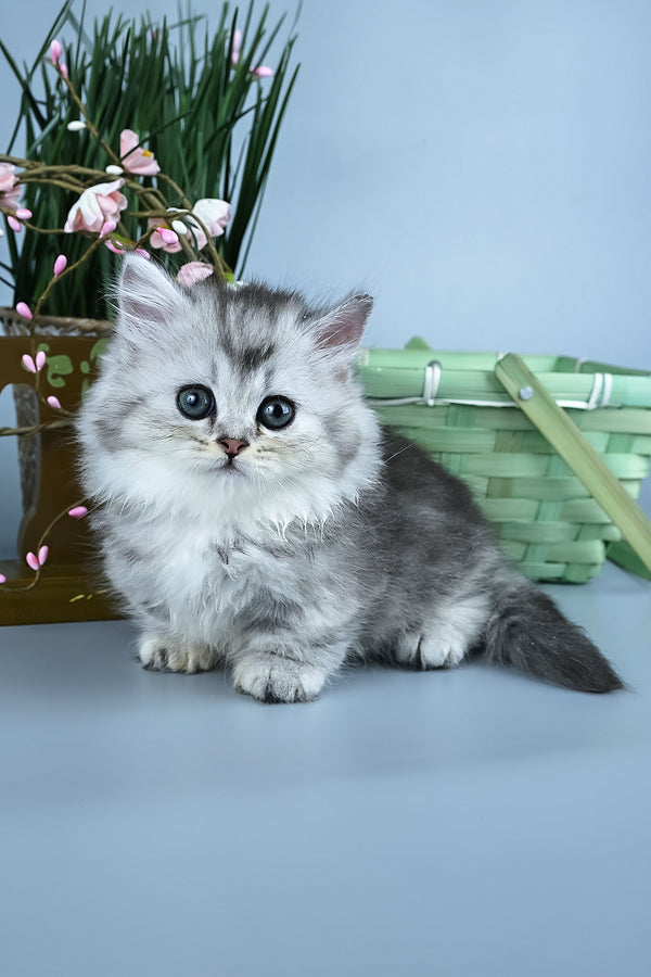 Ira | Minuet Longhair Kitten
