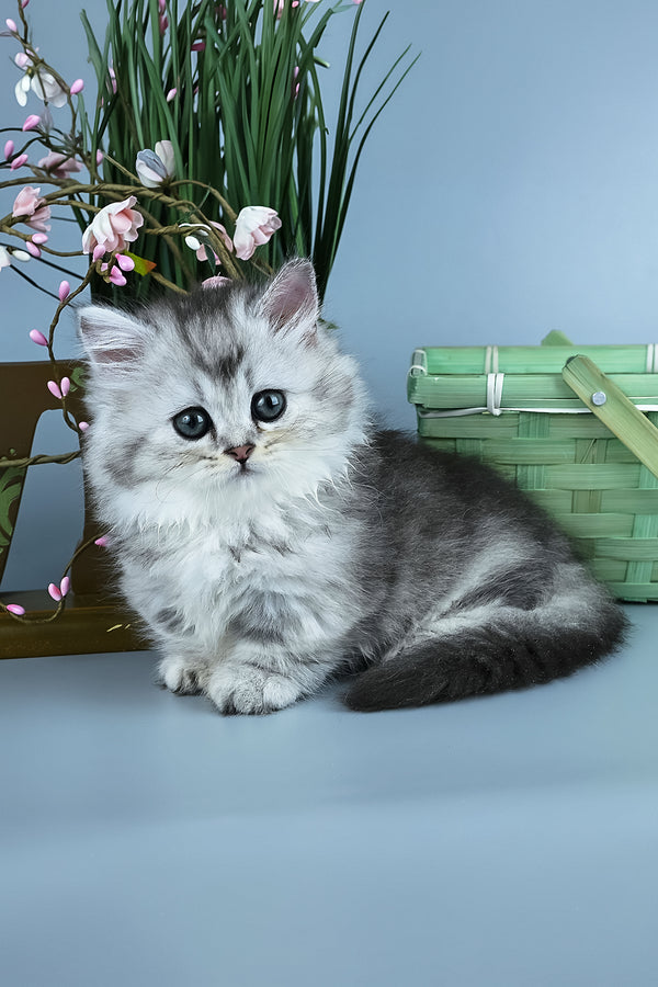 Ira | Minuet Longhair Kitten