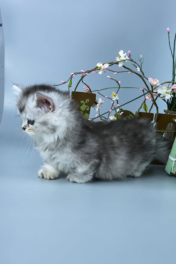 Ira | Minuet Longhair Kitten