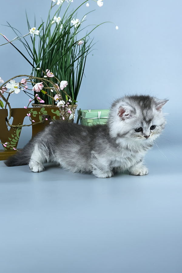 Ira | Minuet Longhair Kitten