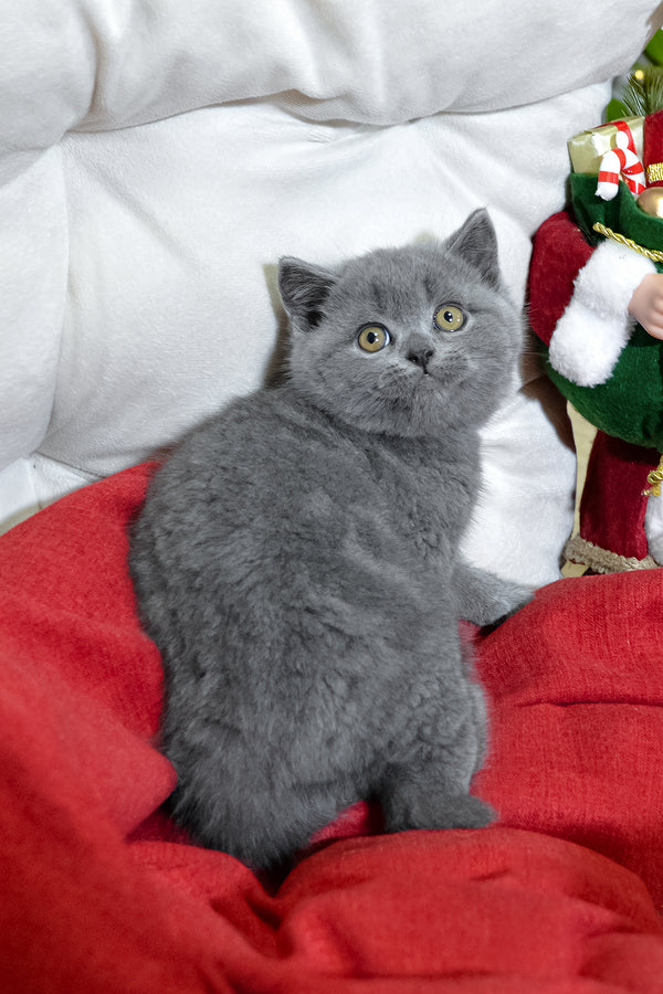 Irek | Scottish Straight Kitten