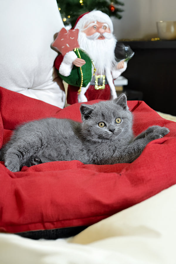 Irek | Scottish Straight Kitten