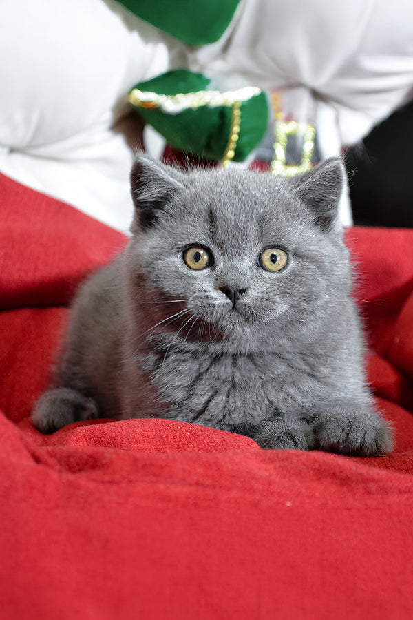 Irek | Scottish Straight Kitten