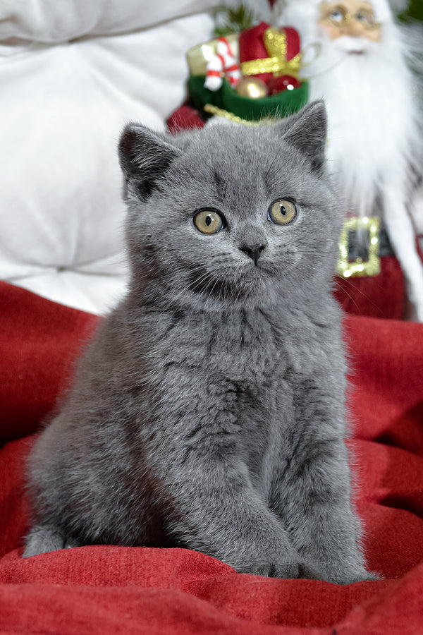 Irek | Scottish Straight Kitten