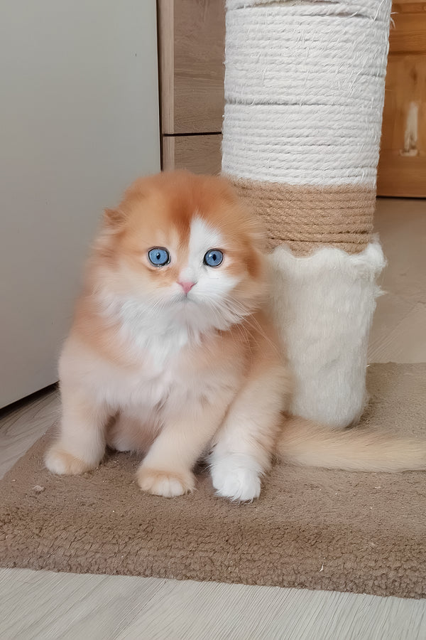 Iris | Scottish Fold Longhair Kitten