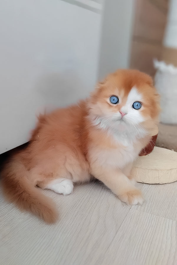 Iris | Scottish Fold Longhair Kitten