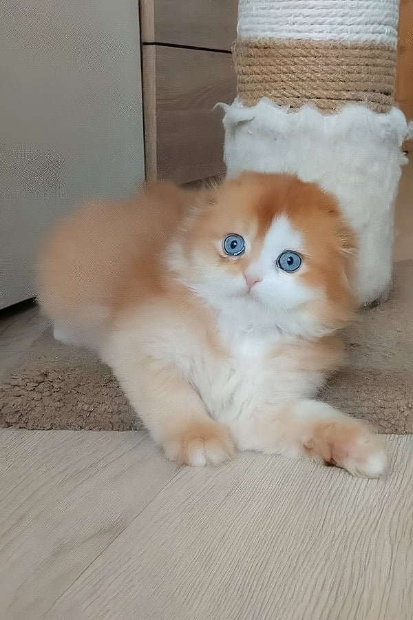 Iris | Scottish Fold Longhair Kitten