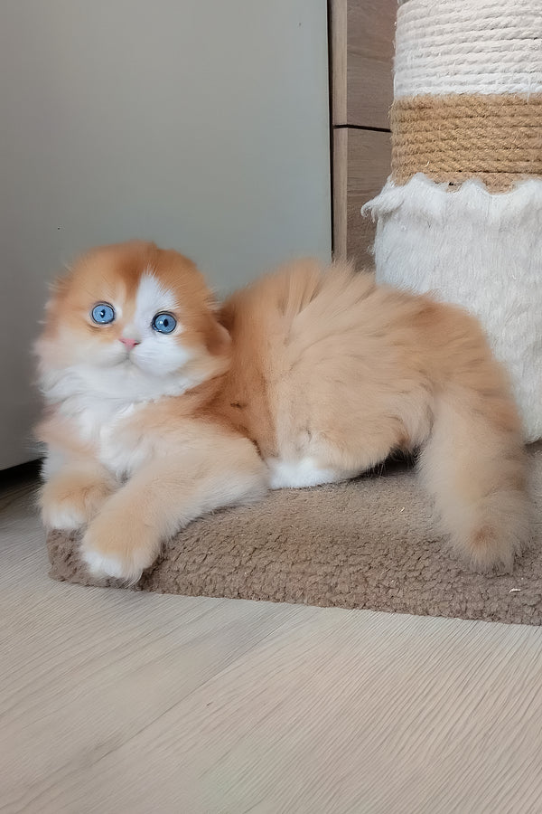 Iris | Scottish Fold Longhair Kitten