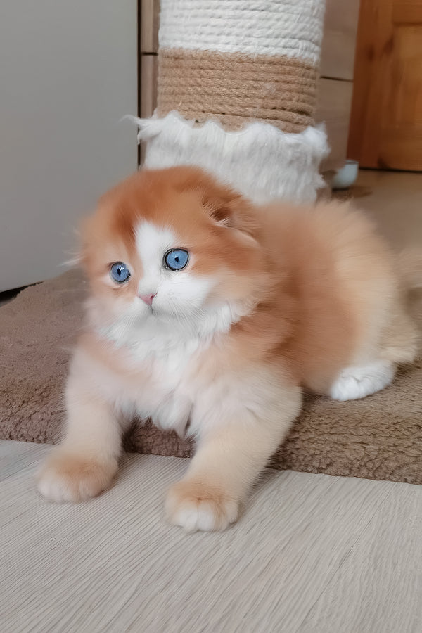 Iris | Scottish Fold Longhair Kitten