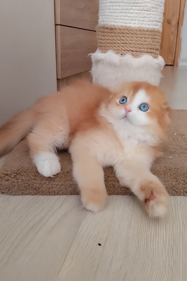 Iris | Scottish Fold Longhair Kitten