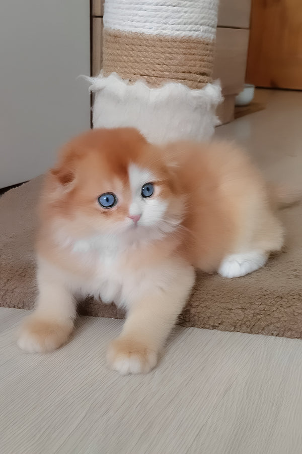 Iris | Scottish Fold Longhair Kitten