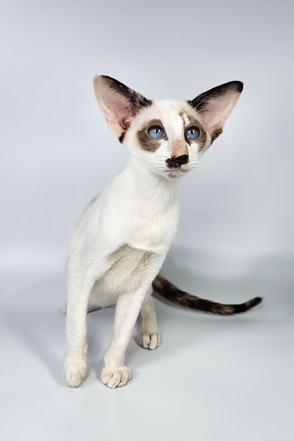Iris | Oriental Shorthair Kitten