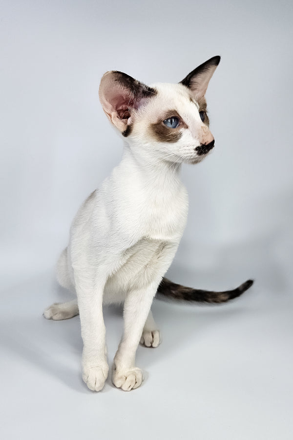 Iris | Oriental Shorthair Kitten