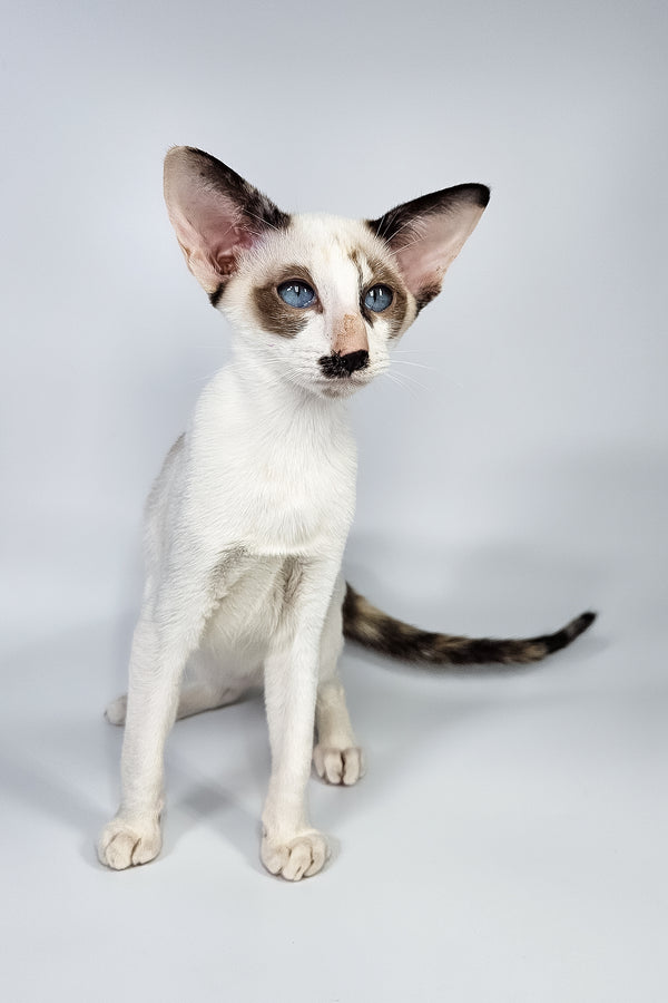 Iris | Oriental Shorthair Kitten
