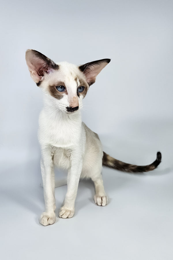 Iris | Oriental Shorthair Kitten