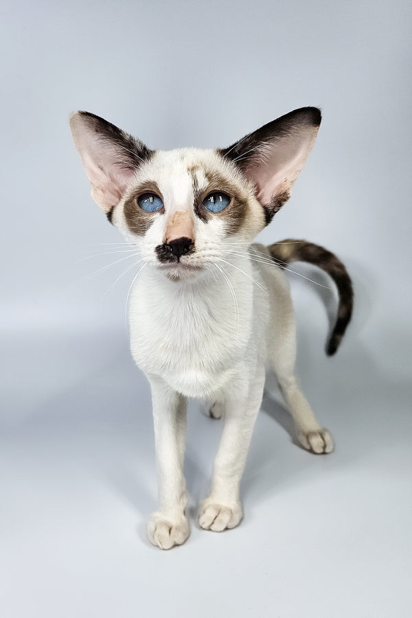 Iris | Oriental Shorthair Kitten
