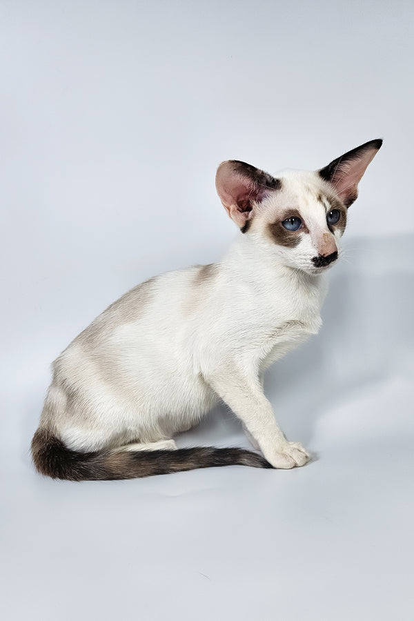 Iris | Oriental Shorthair Kitten