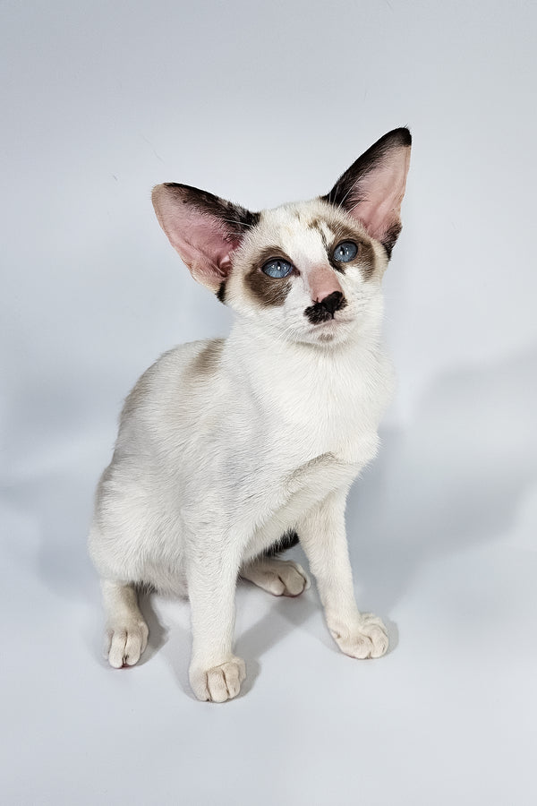 Iris | Oriental Shorthair Kitten