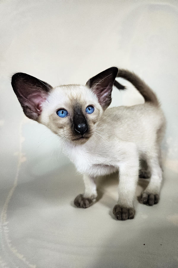 Iva | Oriental Shorthair Kitten