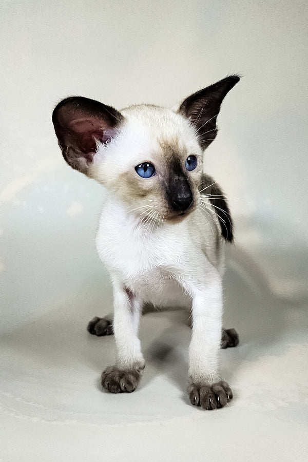 Iva | Oriental Shorthair Kitten