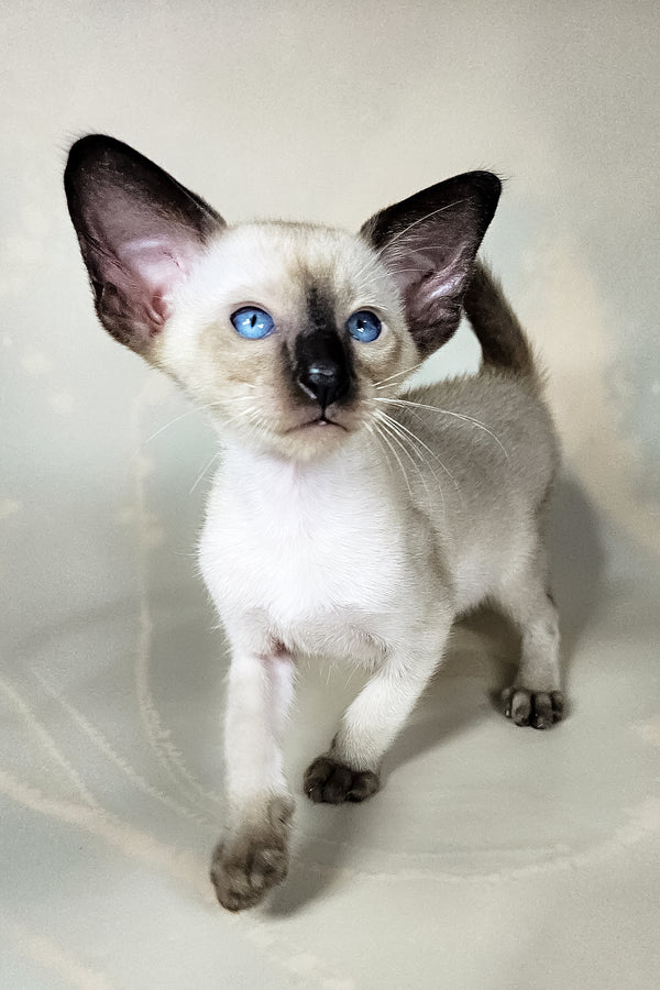 Iva | Oriental Shorthair Kitten