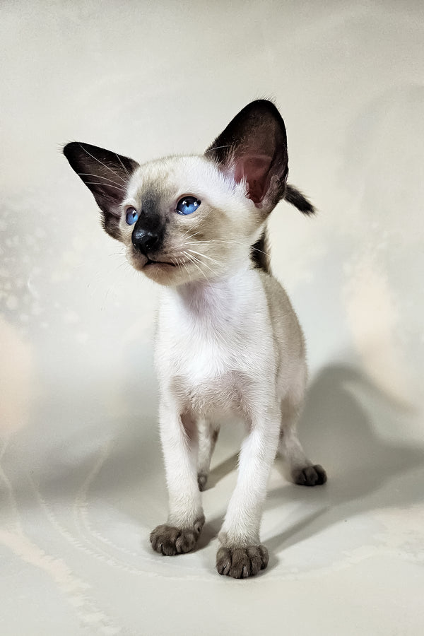 Iva | Oriental Shorthair Kitten