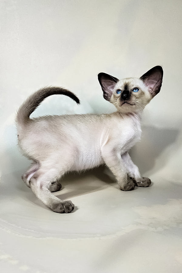 Iva | Oriental Shorthair Kitten