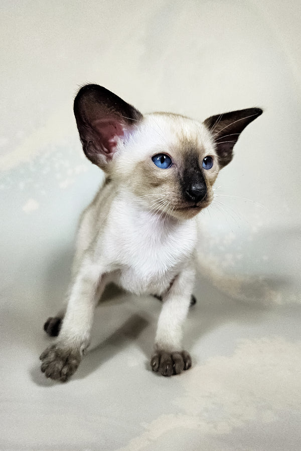 Iva | Oriental Shorthair Kitten