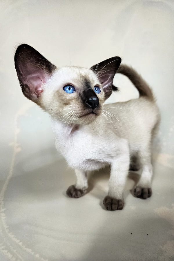 Iva | Oriental Shorthair Kitten