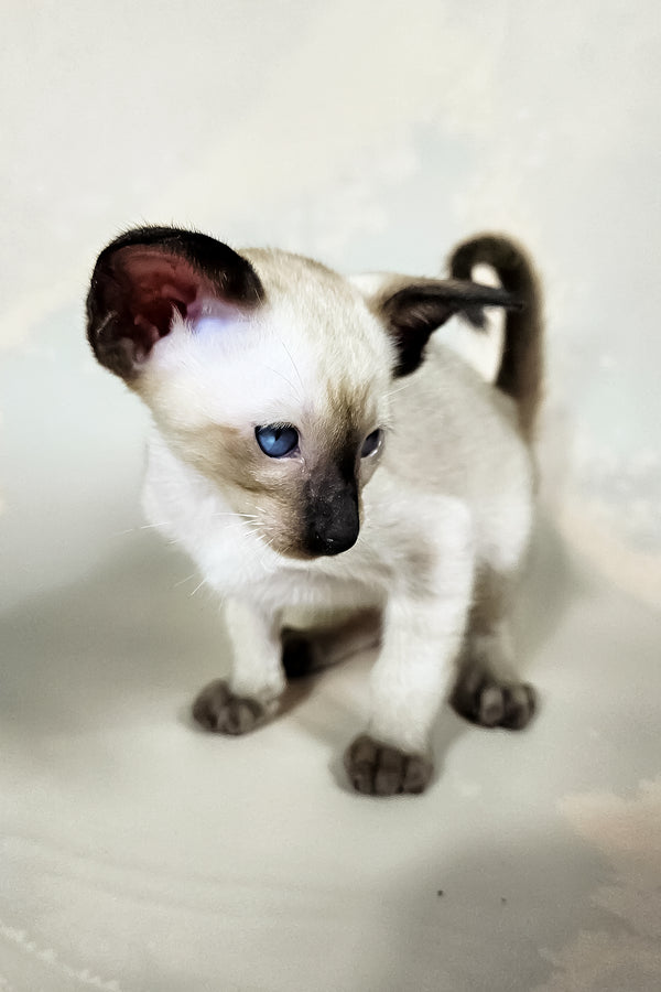 Iva | Oriental Shorthair Kitten