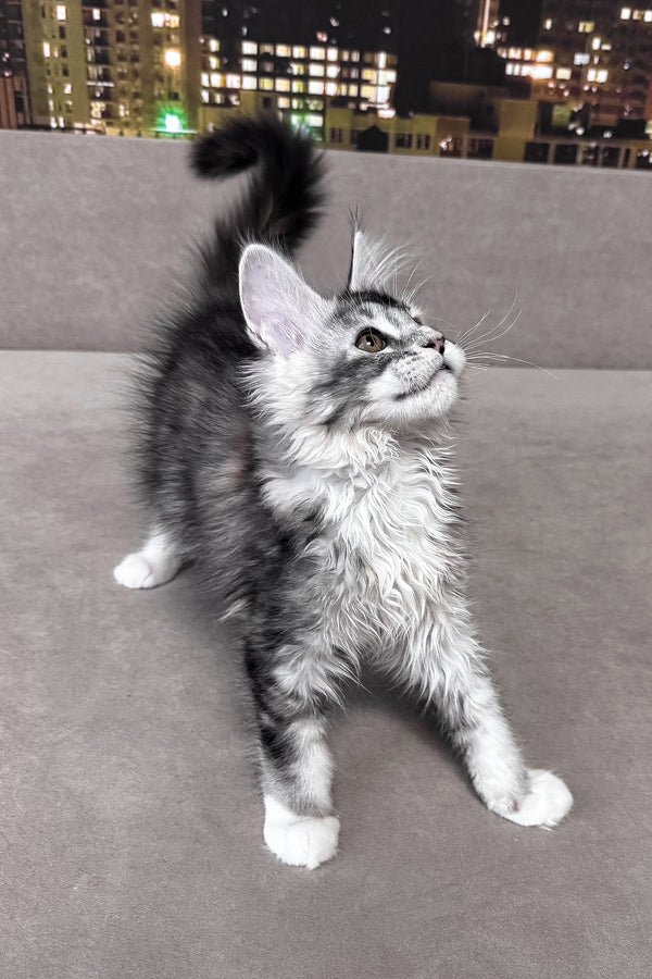 Italy | Maine Coon Kitten