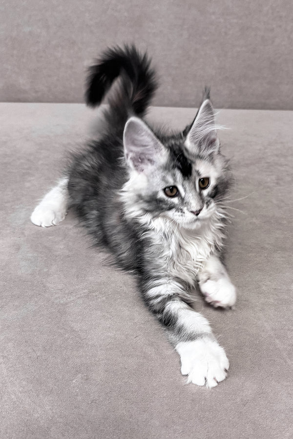 Italy | Maine Coon Kitten