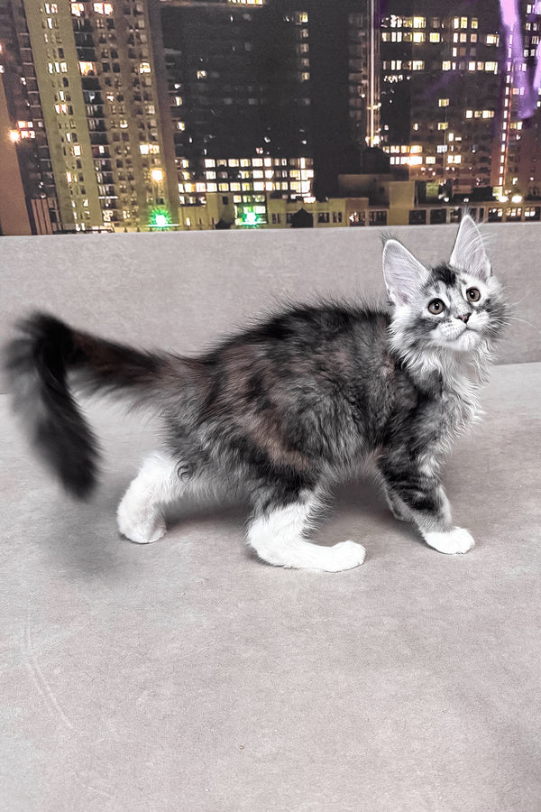 Italy | Maine Coon Kitten