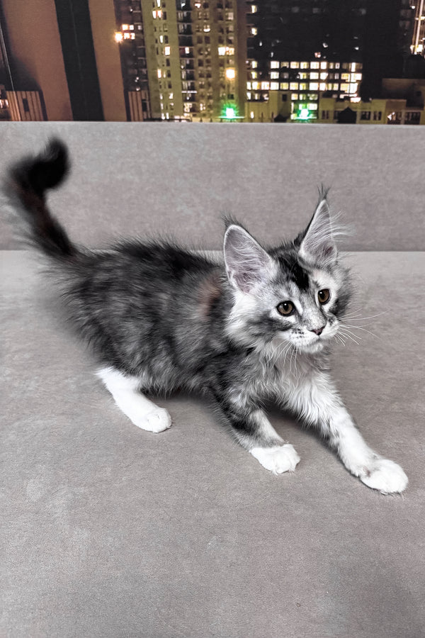 Italy | Maine Coon Kitten